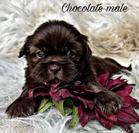 Brody, a male Shih Tzu for sale in Pikeville, TN – Photo 1 of 3