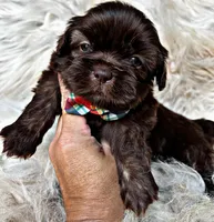 Brody, a male Shih Tzu for sale in Pikeville, TN – Photo 3 of 3