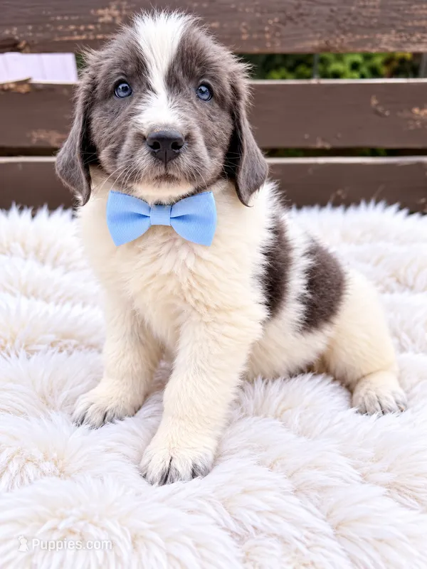 Boomer – Newfoundland puppy for sale in Pikeville, TN