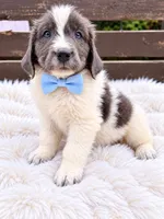 Boomer, a male Newfoundland for sale in Pikeville, TN – 1 of 7