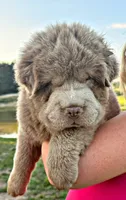 Boomer, a male Chinese Shar-Pei for sale in Pikeville, TN – 5 of 10