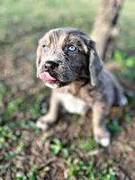 Jude, a male Newfoundland for sale in Pikeville, TN – Photo 3 of 8