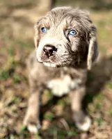 Jude, a male Newfoundland for sale in Pikeville, TN – Photo 5 of 8