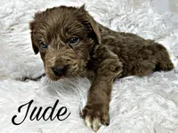 Jude, a male Newfoundland for sale in Pikeville, TN – Photo 7 of 8