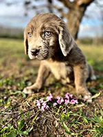 Jude, a male Newfoundland for sale in Pikeville, TN – Photo 1 of 8