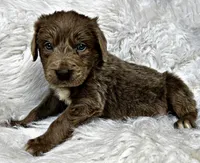 Jude, a male Newfoundland for sale in Pikeville, TN – Photo 8 of 8