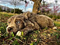 Jude, a male Newfoundland for sale in Pikeville, TN – Photo 2 of 8