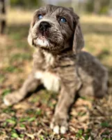 Jude, a male Newfoundland for sale in Pikeville, TN – Photo 6 of 8