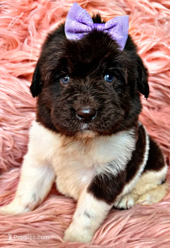 Lolli – Newfoundland puppy for sale in Pikeville, TN