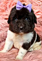 Lolli, a female Newfoundland for sale in Pikeville, TN – 1 of 5