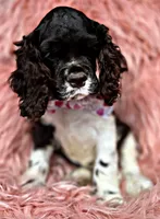 Boomer, a male Cocker Spaniel for sale in Pikeville, TN – Photo 2 of 10