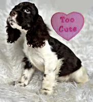 Boomer, a male Cocker Spaniel for sale in Pikeville, TN – Photo 8 of 10