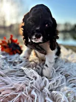 Boomer, a male Cocker Spaniel for sale in Pikeville, TN – Photo 10 of 10