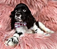 Boomer, a male Cocker Spaniel for sale in Pikeville, TN – Photo 3 of 10