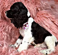 Boomer, a male Cocker Spaniel for sale in Pikeville, TN – Photo 5 of 10