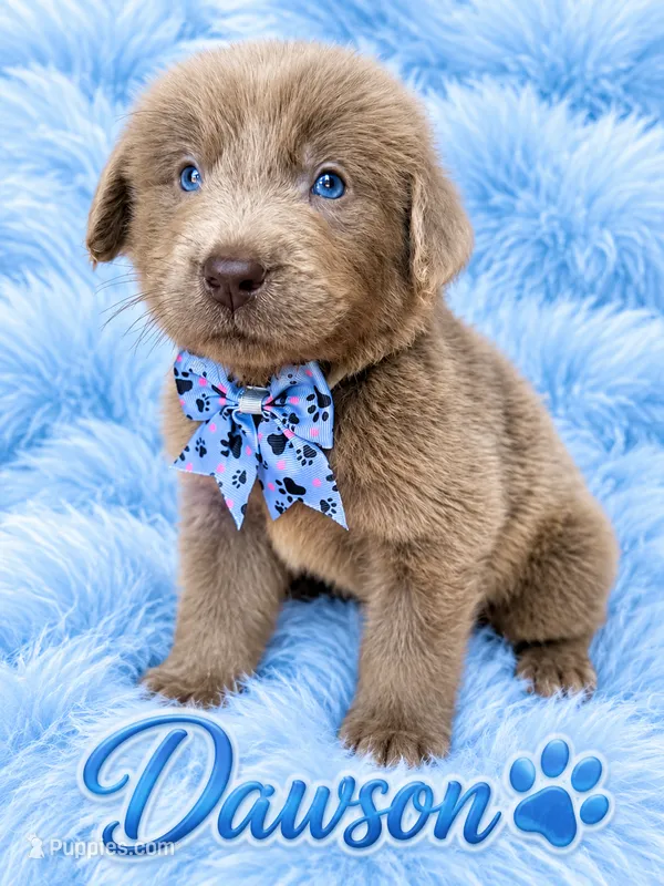 Dawson – Newfoundland puppy for sale in Pikeville, TN