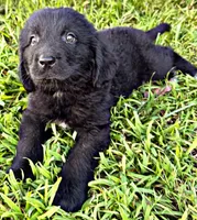 Dewy, a male Newfoundland for sale in Pikeville, TN – 2 of 3