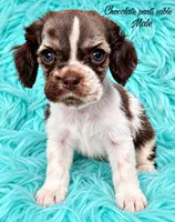 Jessie, a male Cocker Spaniel for sale in Pikeville, TN – 3 of 6