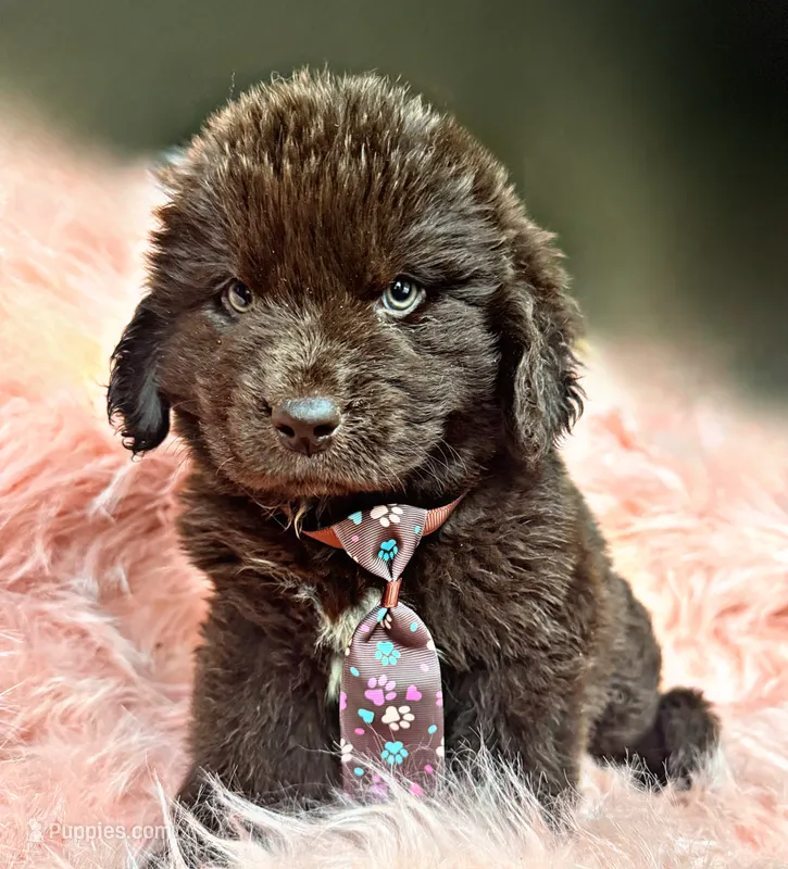 Briggs – Newfoundland puppy for sale in Pikeville, TN