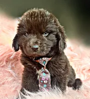 Briggs, a male Newfoundland for sale in Pikeville, TN – 1 of 3
