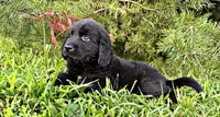Hughey, a male Newfoundland for sale in Pikeville, TN – 2 of 3