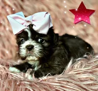 Mocha, a female Shih Tzu for sale in Pikeville, TN – Photo 5 of 9