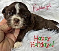 Mocha, a female Shih Tzu for sale in Pikeville, TN – Photo 9 of 9