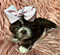 Mocha, a female Shih Tzu for sale in Pikeville, TN – Photo 3 of 9