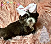 Mocha, a female Shih Tzu for sale in Pikeville, TN – Photo 4 of 9