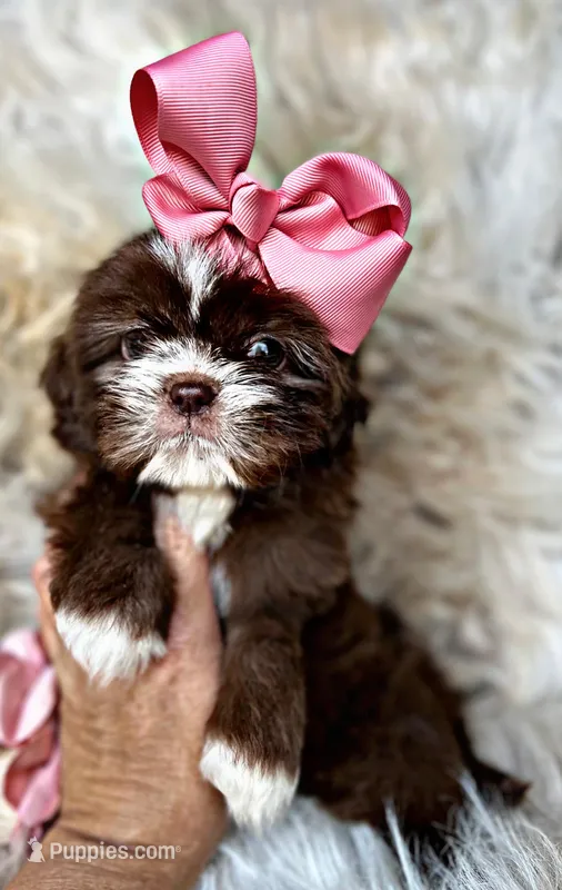 Mocha, a female Shih Tzu for sale in Pikeville, TN – Photo 1 of 9