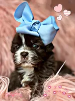 Mocha, a female Shih Tzu for sale in Pikeville, TN – Photo 7 of 9