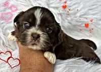 Mocha, a female Shih Tzu for sale in Pikeville, TN – Photo 8 of 9