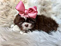 Mocha, a female Shih Tzu for sale in Pikeville, TN – Photo 2 of 9