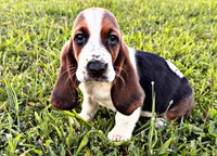 Jonesy, a male Basset Hound for sale in Pikeville, TN – 3 of 7