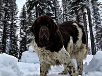 Lolli, a female Newfoundland for sale in Pikeville, TN – 5 of 5