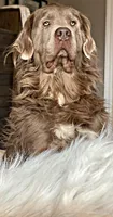 Boomer, a male Newfoundland for sale in Pikeville, TN – 6 of 7