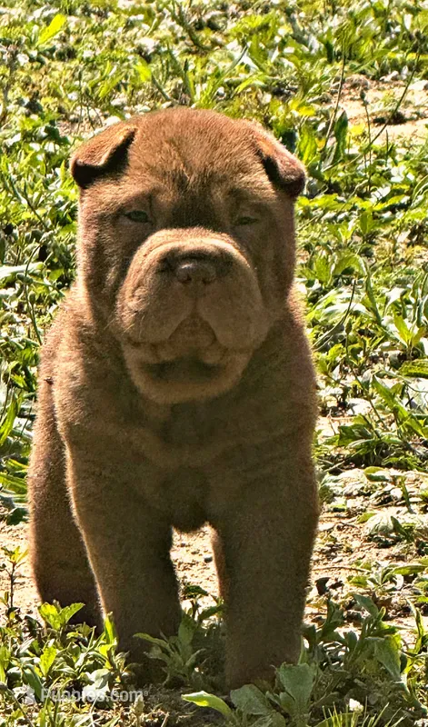 Jonah – Chinese Shar-Pei puppy for sale in Pikeville, TN