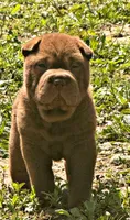 Jonah, a male Chinese Shar-Pei for sale in Pikeville, TN – 2 of 7