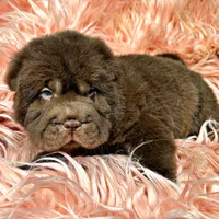 Bear, a male Chinese Shar-Pei for sale in Pikeville, TN – Photo 3 of 3