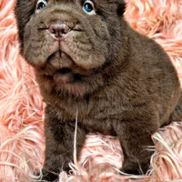 Bear, a male Chinese Shar-Pei for sale in Pikeville, TN – Photo 1 of 3