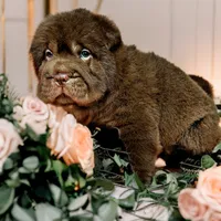 Bear, a male Chinese Shar-Pei for sale in Pikeville, TN – Photo 2 of 3