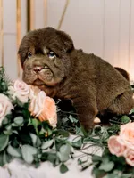 processed/0ac00071-4e31-48c4-8266-3c9632ca1a80/listing/ef5f42aa-1ba4-467d-ac02-6d9ebc8385de/cfc221f1-464f-400b-bf7f-3f8cacfeaa94