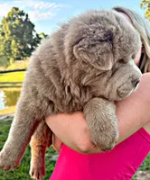Boomer, a male Chinese Shar-Pei for sale in Pikeville, TN – 4 of 10