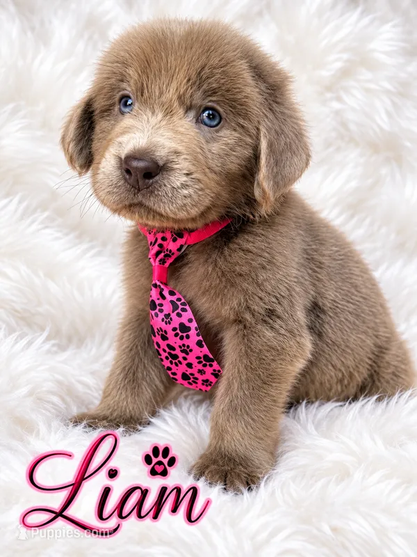Liam – Newfoundland puppy for sale in Pikeville, TN