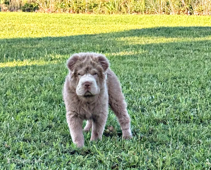 Boomer – Chinese Shar-Pei puppy for sale in Pikeville, TN