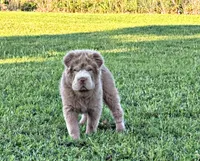 Boomer, a male Chinese Shar-Pei for sale in Pikeville, TN – 3 of 10
