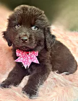 Homer, a male Newfoundland for sale in Pikeville, TN – 3 of 3