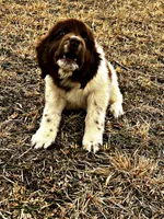 Eve, a female Newfoundland for sale in Pikeville, TN – Photo 6 of 7