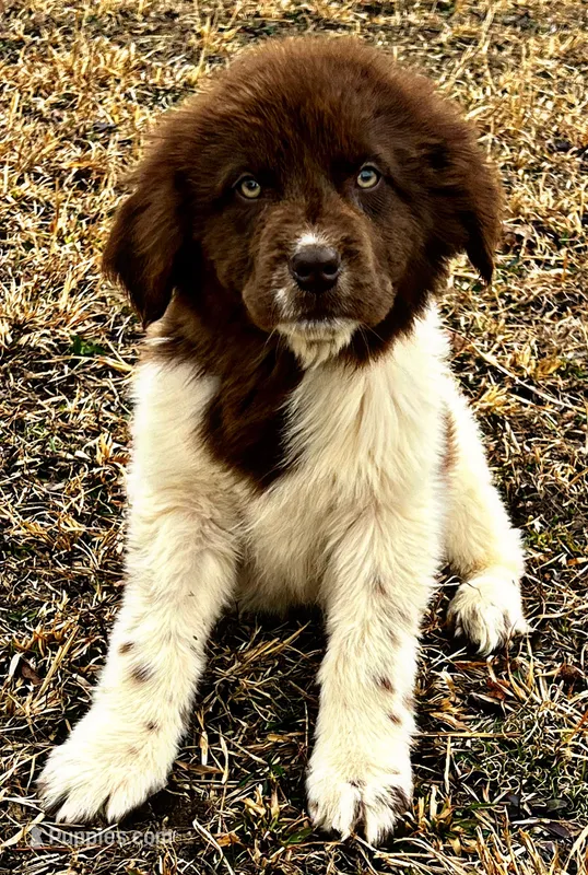Eve, a female Newfoundland for sale in Pikeville, TN – Photo 1 of 7