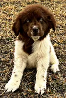 Eve, a female Newfoundland for sale in Pikeville, TN – Photo 1 of 7